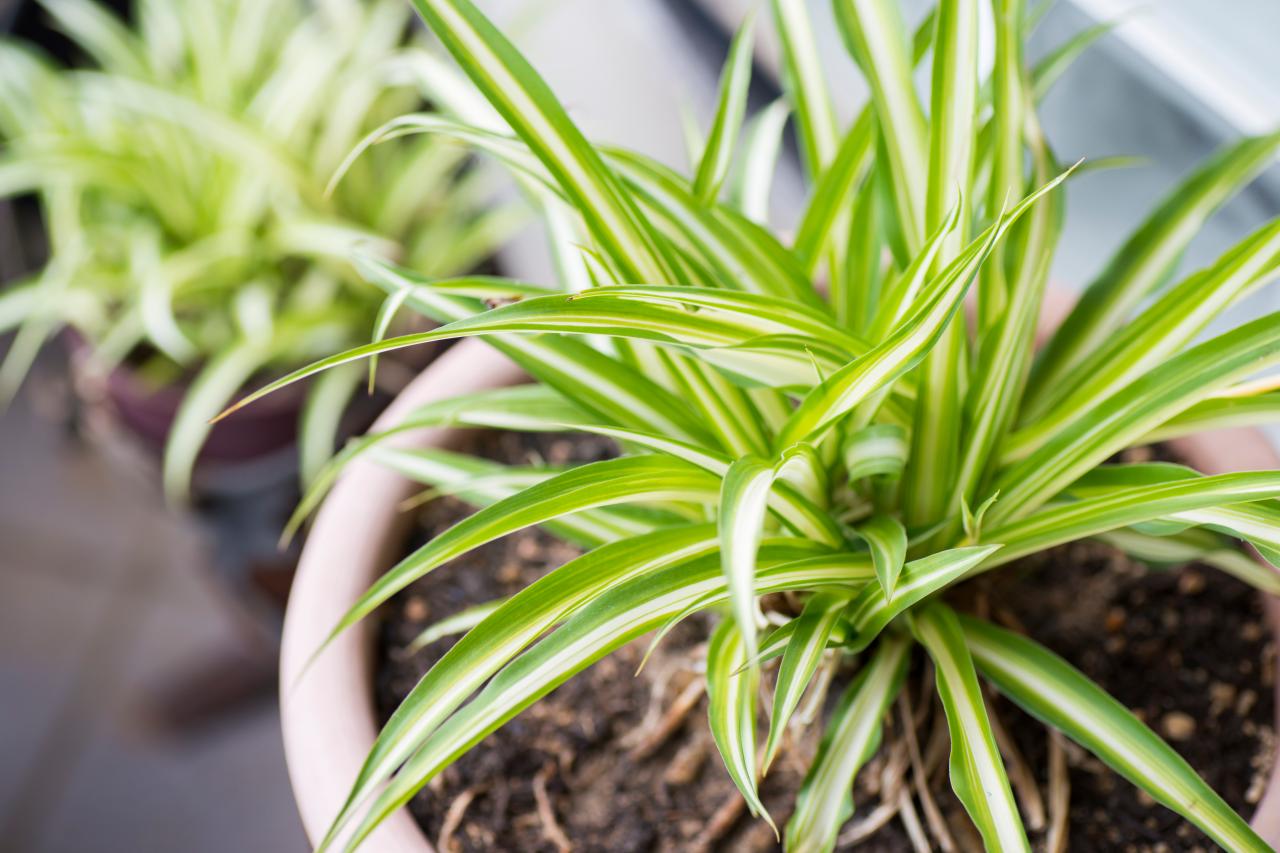 Oxygen Indoor Plants Spider Plant